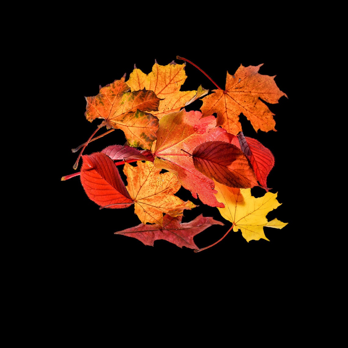 Falling Leaves Overlays Autumn Leaves Clipart Etsy