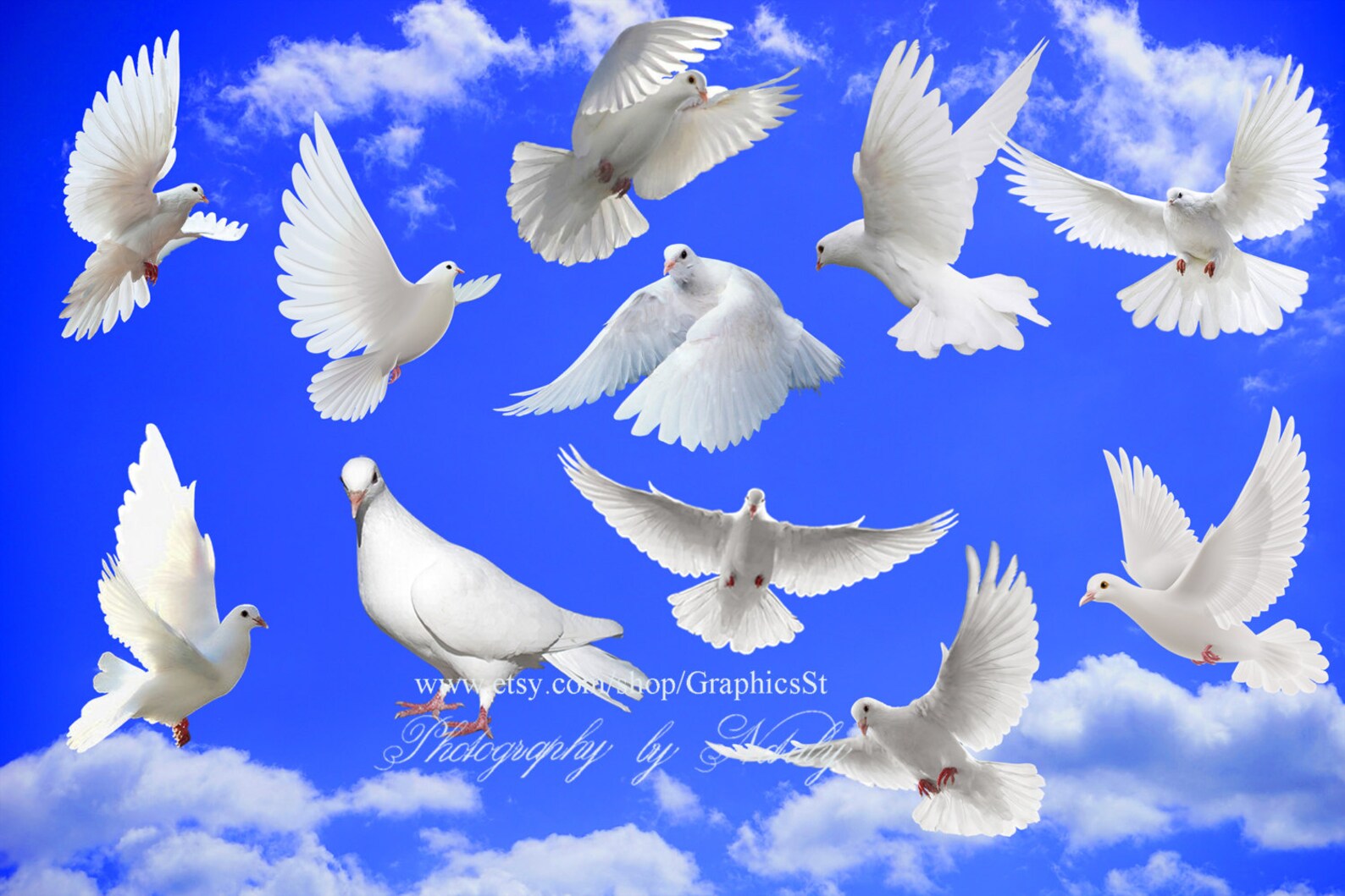 Birds clip art white doves overlay & Birds clipart photoshop | Etsy