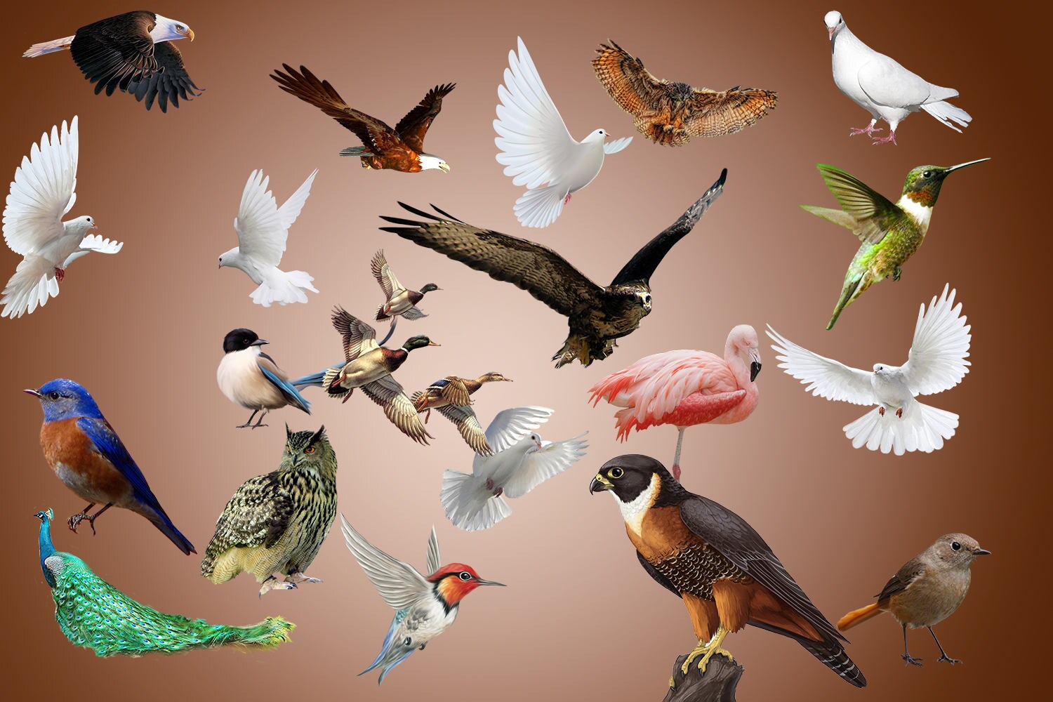 Birds clip art white doves overlay & Birds clipart photoshop | Etsy