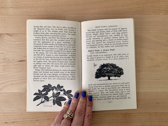Vintage 1970 Native Trees Of The San Francisco Bay Region Woodbridge Metcalf University Of California Press Natural History Guide Conifer - 