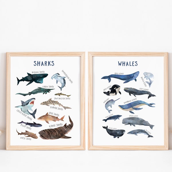 Sharks whales Species chart, Ocean sea wall art, sea creatures poster, Whales and Sharks print, marine wall print, ocean animals Chart art