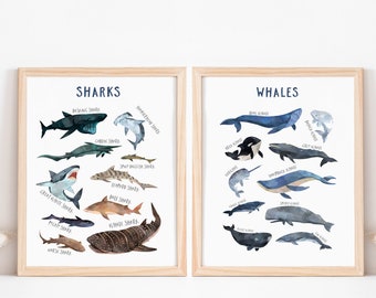 Sharks whales Species chart, Ocean sea wall art, sea creatures poster, Whales and Sharks print, marine wall print, ocean animals Chart art