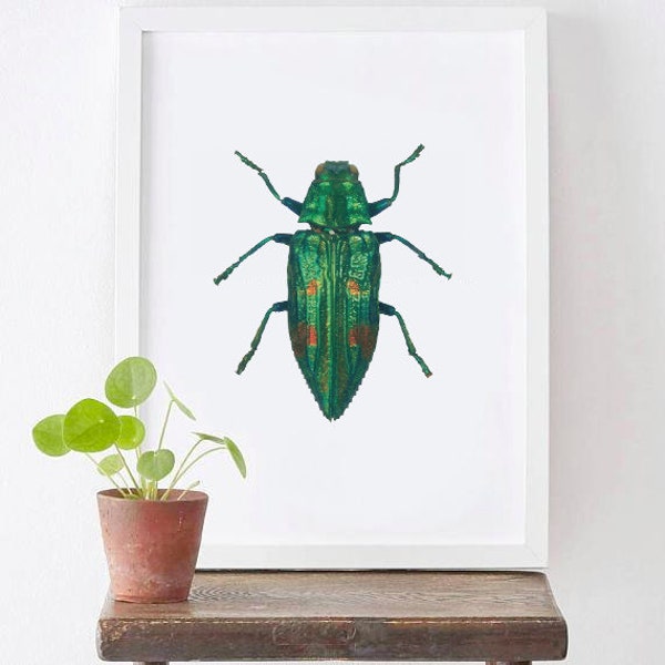 Insect Wall Hanging Etsy
