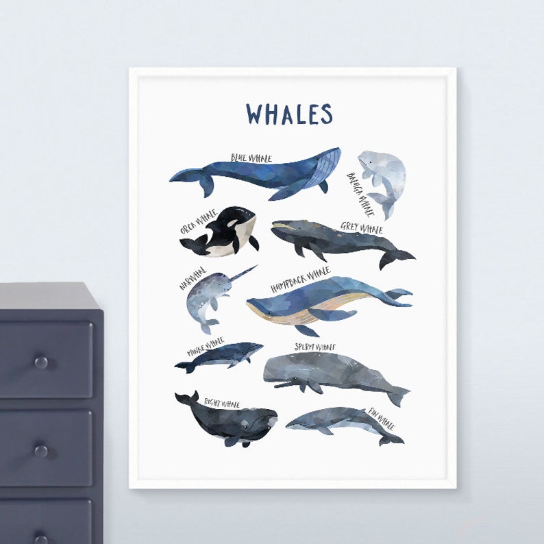 SeaLife Ocean Prints A5A4A3 Whales print Whales Art Print | Nursery Wall Decor Kids Decor Whales Nursery Types of Whales art