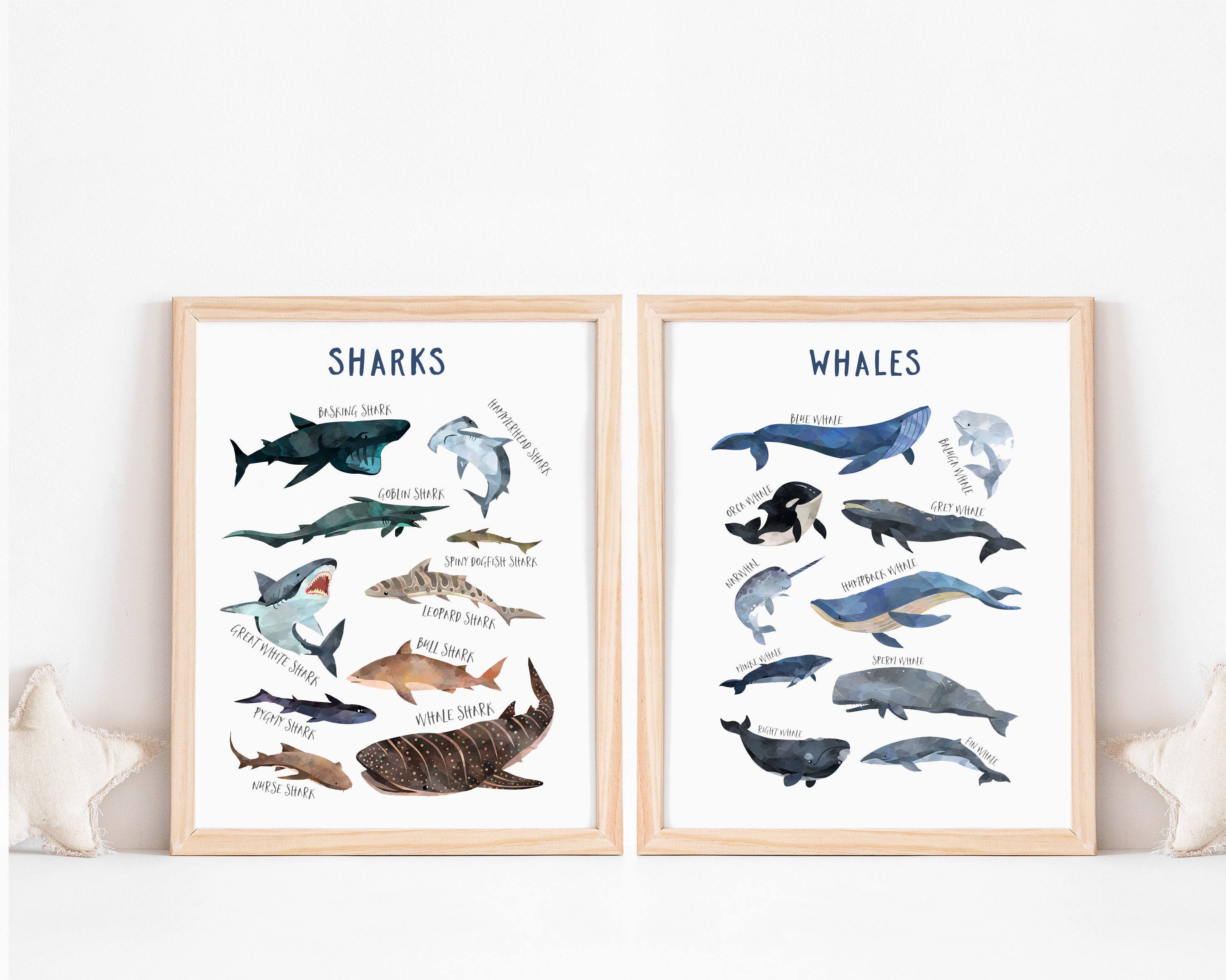 Sharks whales Species chart, Ocean sea wall art, sea creatures poster, Whales and Sharks print, marine wall print, ocean animals Chart art