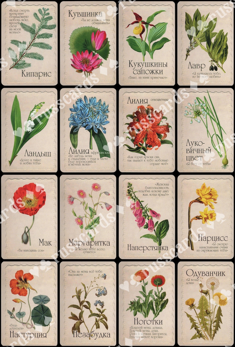 Divination Cards Selam or Language of Flowers Flower Oracle Etsy
