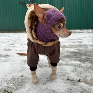 May include: A small brown and white chihuahua wearing a brown and beige hooded winter jumpsuit with a purple knitted hat and matching scarf. The dog is standing on a snowy surface.