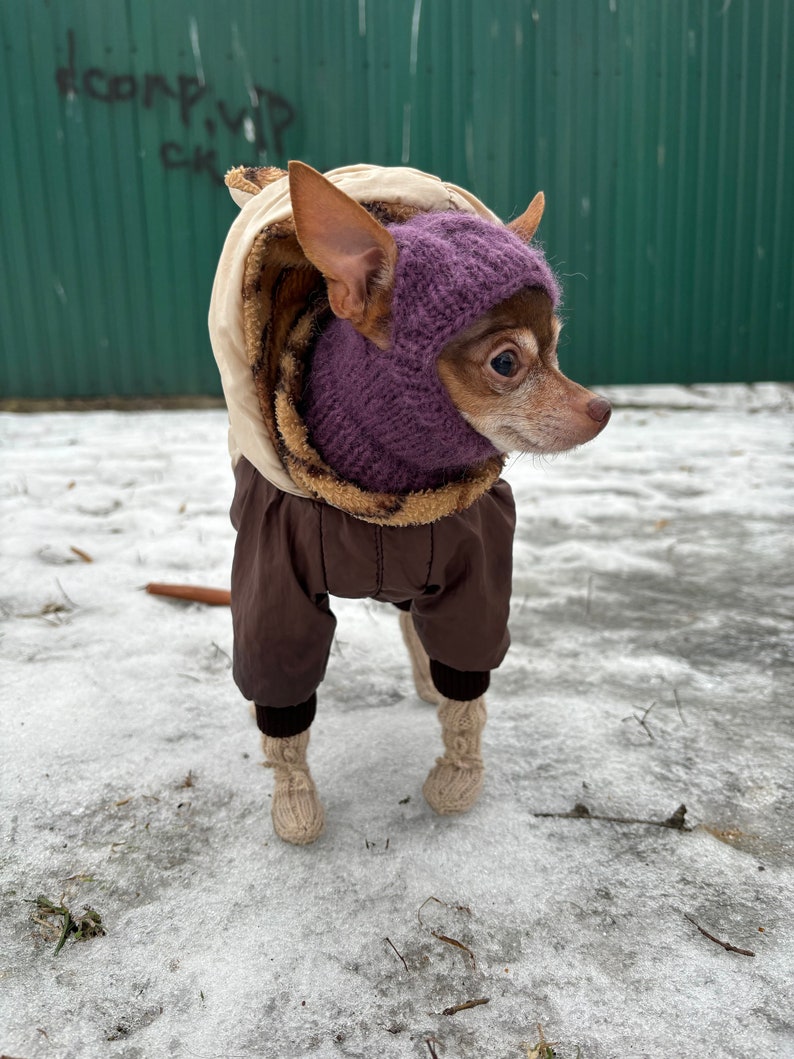 May include: A small brown and white chihuahua wearing a brown and beige hooded winter jumpsuit with a purple knitted hat and matching scarf. The dog is standing on a snowy surface.