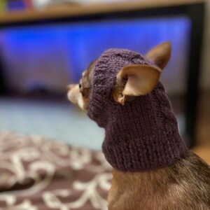 May include: A small brown chihuahua wearing a purple knitted hat, sitting on a patterned blanket and looking at a television screen.