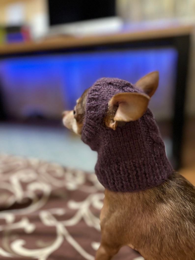 May include: A small brown chihuahua wearing a purple knitted hat, sitting on a patterned blanket and looking at a television screen.