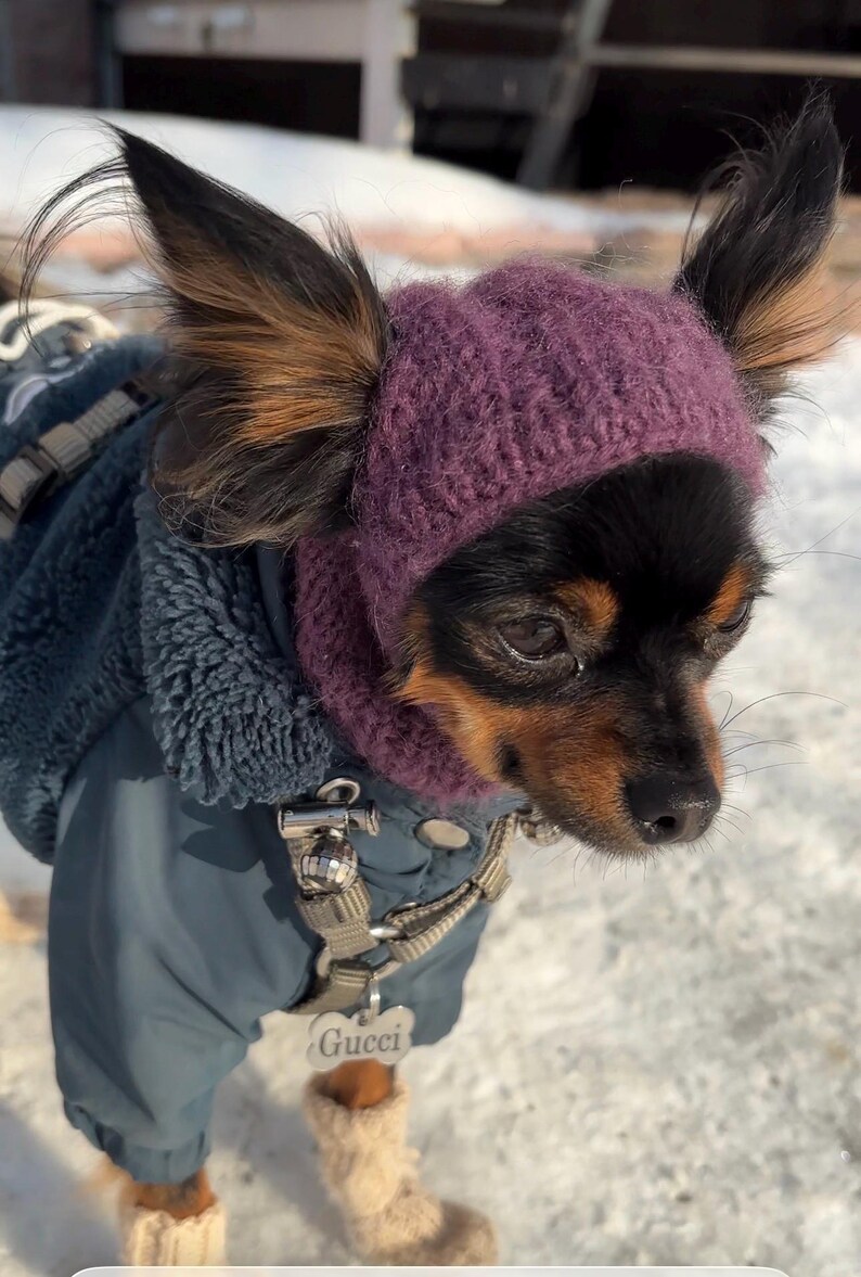 Knitting pattern for a dog hat Chihuahuas Toy Terrier and Other Small Pets, Warm Winter Hat Included PDF, Instant Download image 12