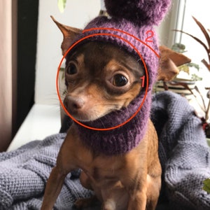 May include: A small brown and tan dog wearing a purple knitted hat with a pom-pom on top. The hat has a wide brim that covers the dog's ears.