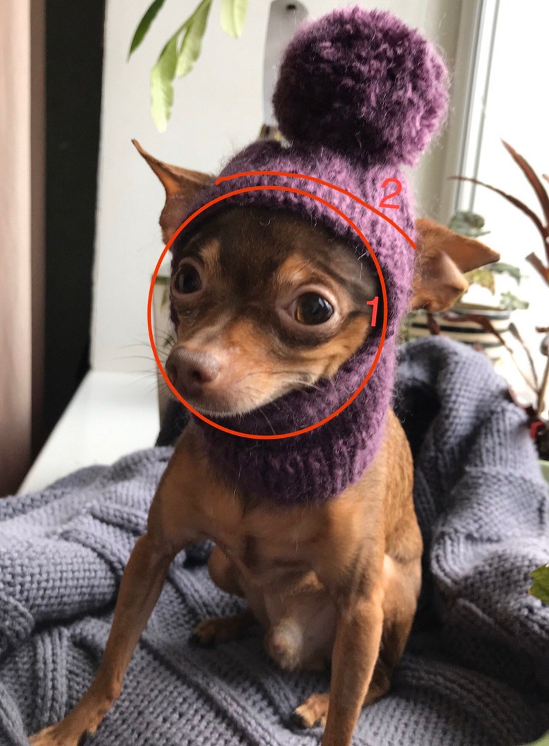 May include: A small brown and tan dog wearing a purple knitted hat with a pom-pom on top. The hat has a wide brim that covers the dog's ears.