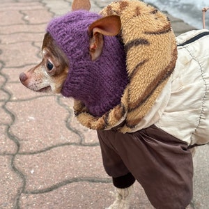 May include: A small brown and white dog wearing a purple knitted hat and a brown and beige jacket with a fur trim. The dog is standing on a gray sidewalk.