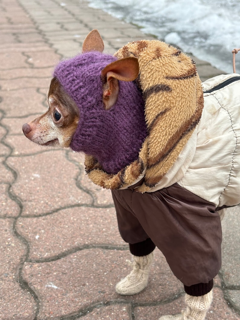 May include: A small brown and white dog wearing a purple knitted hat and a brown and beige jacket with a fur trim. The dog is standing on a gray sidewalk.