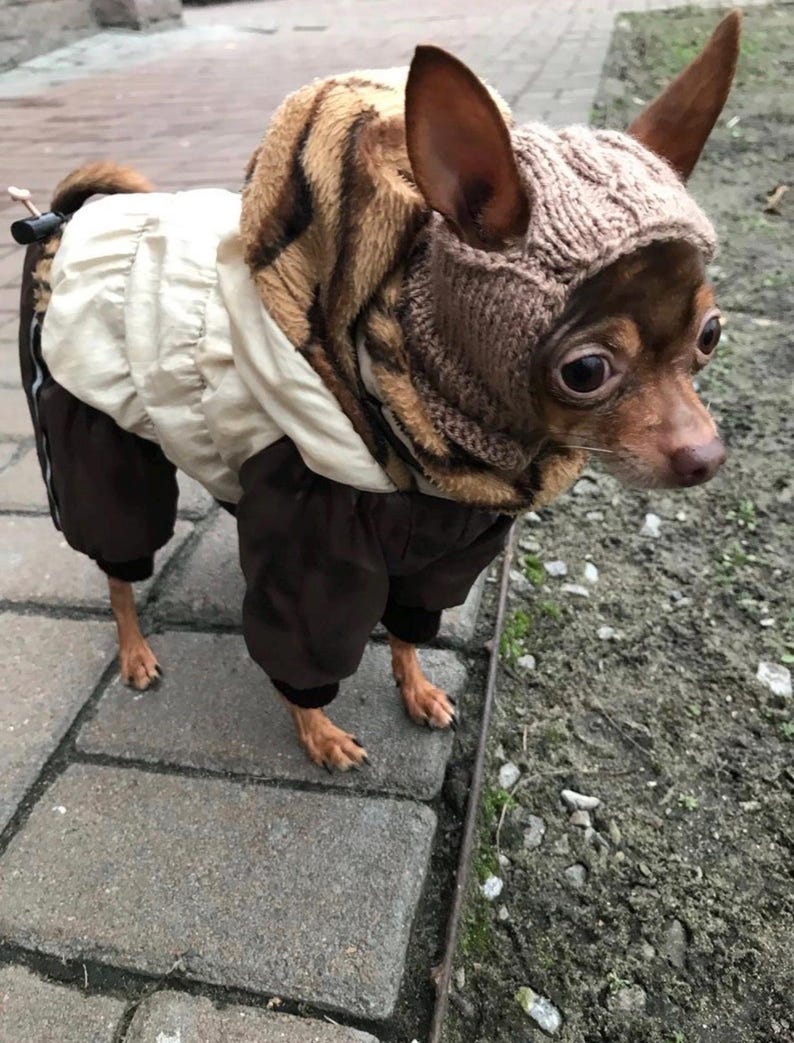 Knitting pattern for a dog hat Chihuahuas Toy Terrier and Other Small Pets, Warm Winter Hat Included PDF, Instant Download image 6