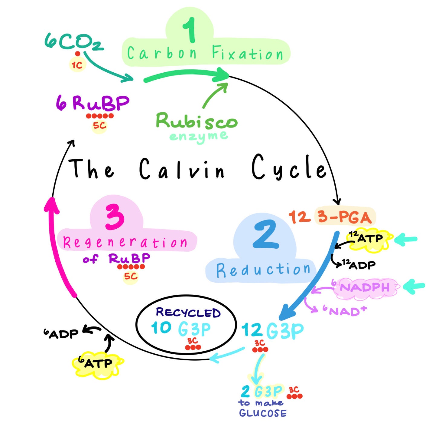 Photosynthesis The Calvin Cycle Full Step By Step Etsy Photosynthesis The Calvin Cycle Full Step By Step Etsy
