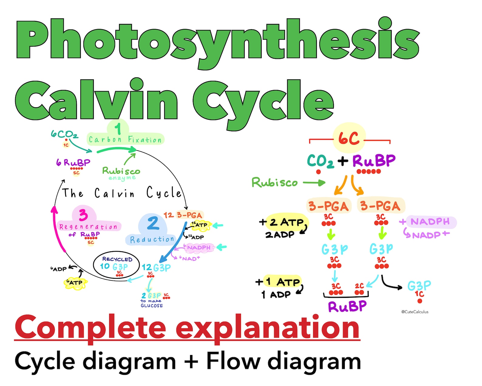 Photosynthesis The Calvin Cycle Full Step By Step Etsy