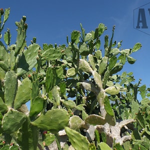 Spineless Cactus Pads · CHOOSE HOW MUCH!! ··· Reptile Food · Variable Weight by Pounds ··· Opuntia cochenillifera edible food