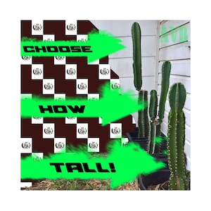 Peruvian Apple Cactus · Top Cutting · CHOOSE HOW TALL!! ··· Variable Height · Cereus repandus fruit food Peru apple cactus low maintenance