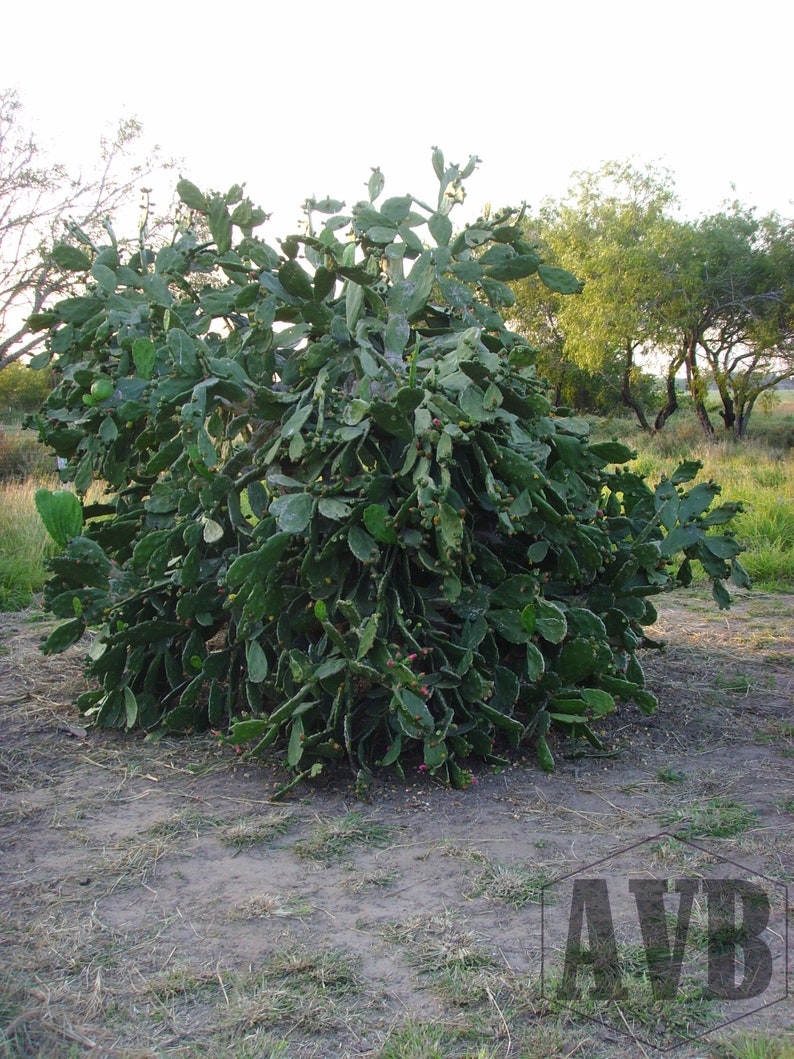 Spineless Cactus Pads 6 Pounds Reptile Food Opuntia Cochenillifera