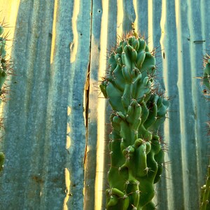 Fully Monstrose Peruvian Apple Cactus Top Cutting CHOOSE HOW TALL Variable Height Cereus repandus var. monstrosus Peru low mntc image 5