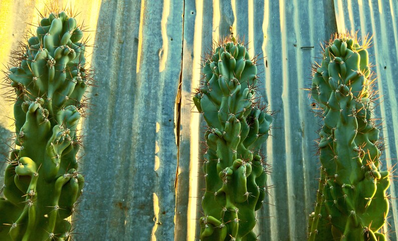 Fully Monstrose Peruvian Apple Cactus Top Cutting CHOOSE HOW TALL Variable Height Cereus repandus var. monstrosus Peru low mntc image 5