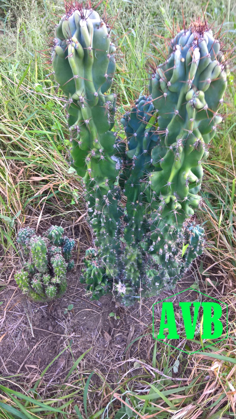 Fully Monstrose Peruvian Apple Cactus Top Cutting CHOOSE HOW TALL Variable Height Cereus repandus var. monstrosus Peru low mntc image 3