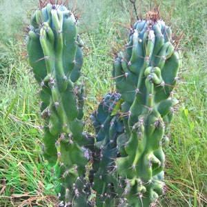 Fully Monstrose Peruvian Apple Cactus Top Cutting CHOOSE HOW TALL Variable Height Cereus repandus var. monstrosus Peru low mntc image 4