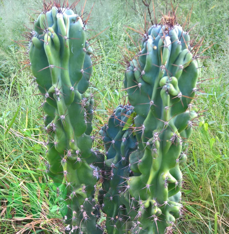 Fully Monstrose Peruvian Apple Cactus Top Cutting CHOOSE HOW TALL Variable Height Cereus repandus var. monstrosus Peru low mntc image 4