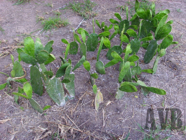 Spineless Cactus Pads 2 Pounds Reptile Food Opuntia Cochenillifera