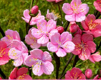 かぎ針編みの桜のパターン：桜の花のあみぐるみ（PDFパターン） - Etsy