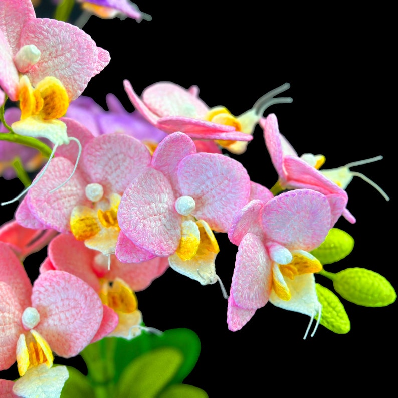 May include: Pink orchid flowers with yellow centers and green leaves against a black background.