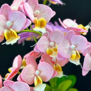 May include: Close-up of pink orchid flowers with yellow centers. The flowers are delicate and have a soft, velvety texture.