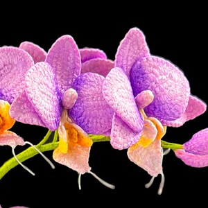 May include: Close-up of pink and purple orchid flowers with yellow centers. The flowers are arranged in a cluster and have a delicate, textured appearance.