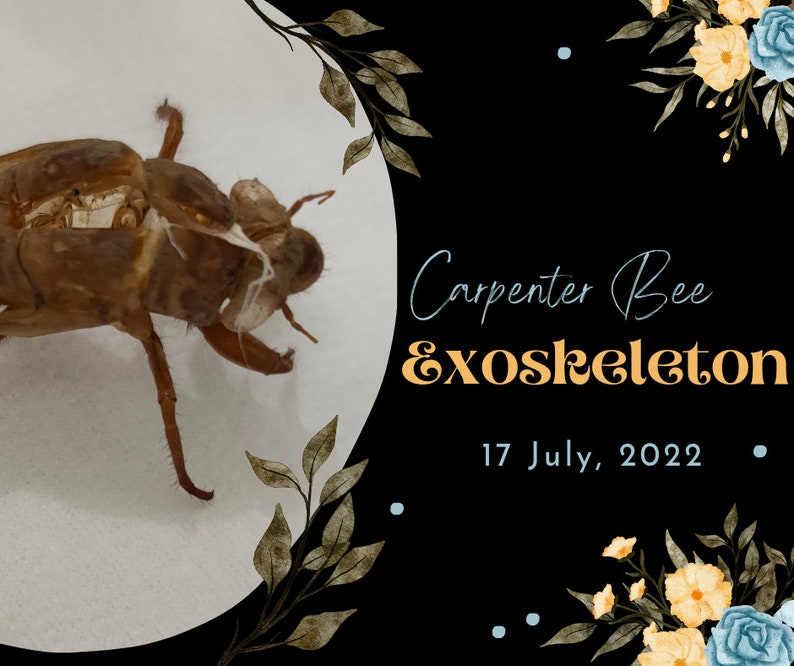 Carpenter Bee Exoskeleton Molted Bee Shell in Perfect Shape Etsy