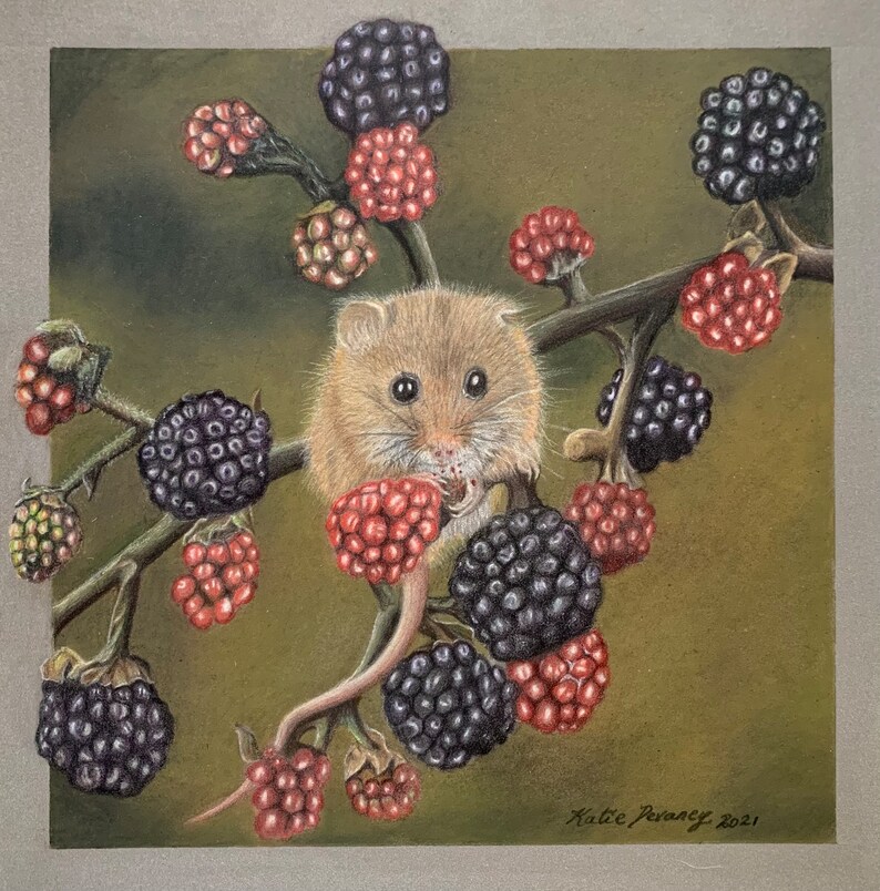 Tarjeta De Cumpleaños 'Ratón Y Moras' De Alex Clark - Interior Blanco, Diseño Acogedor