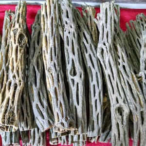 May include: A bunch of light brown and gray cactus branches with a knobby, porous texture. The branches are arranged in a pile on a red surface.