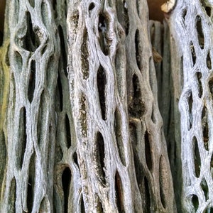 May include: A group of gray, dried, and hollowed-out cactus branches with a textured, knobby surface. The branches are arranged in a box.
