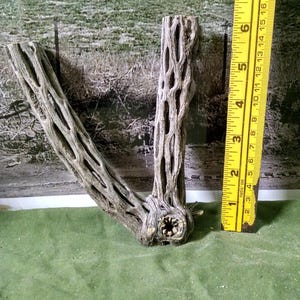 May include: A weathered cholla cactus skeleton, approximately 8 inches long, with a natural, textured appearance. The segmented, hollow structure is displayed next to a yellow ruler for scale, set against a green backdrop.