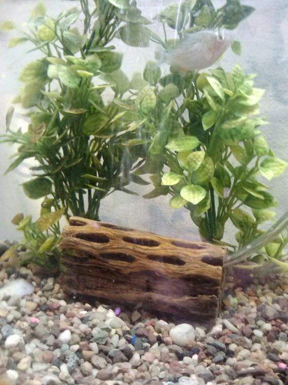 Aquarium Cholla Air Bubble Stone Oxygen Pump Fish Tank Etsy