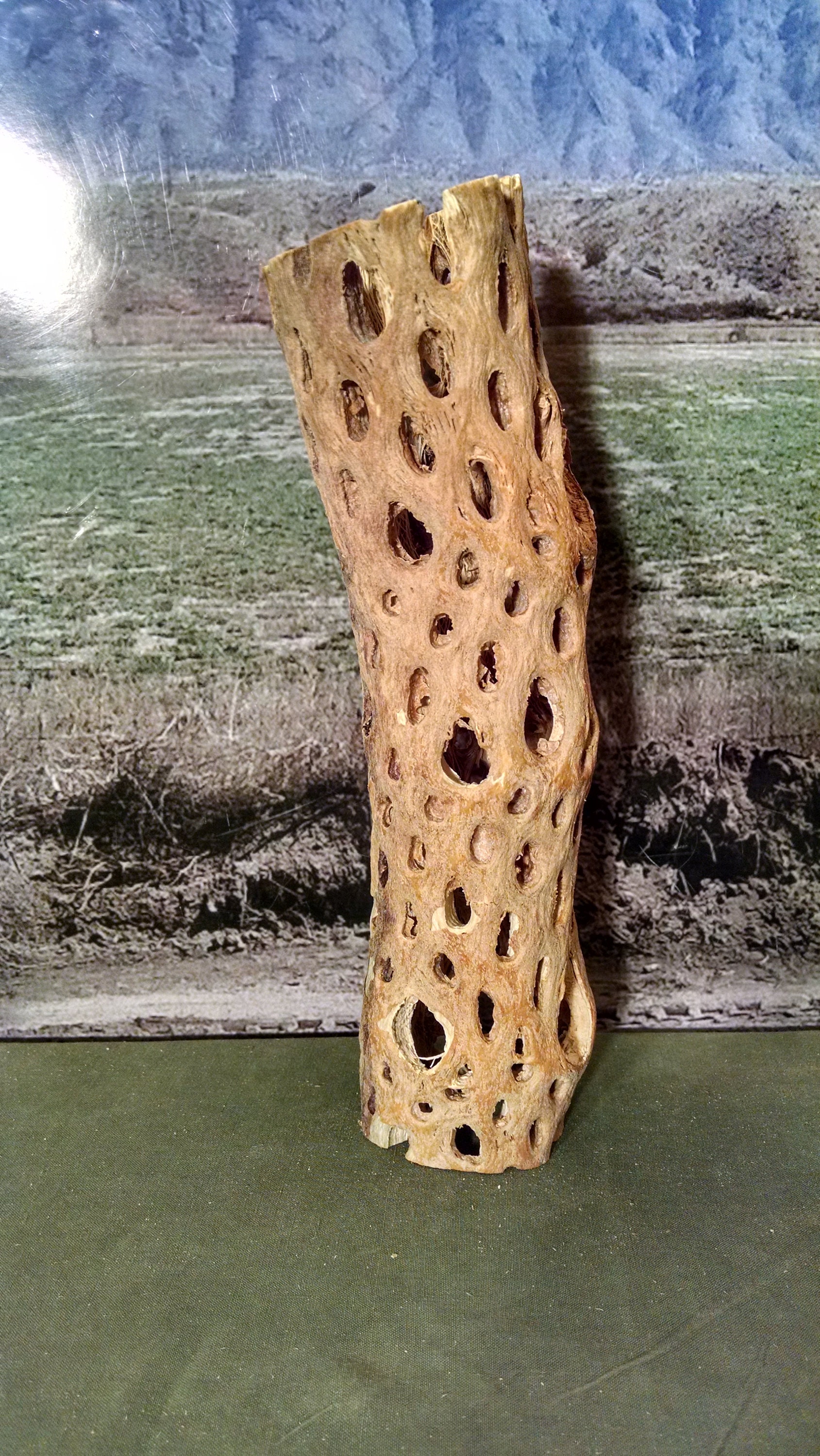 Teddy Bear Cholla Wood Choya Aquarium Decor Shrimp Habitat Etsy UK