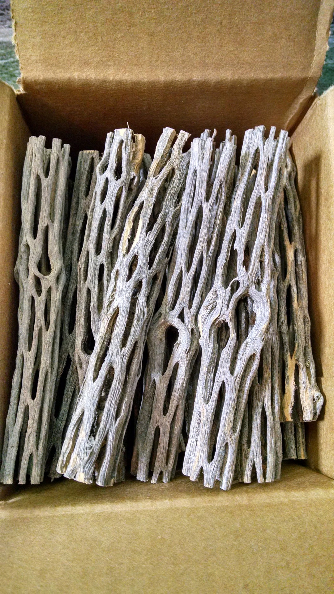 60 Pcs Cholla Tips Cactus Shrimp Wood Aquarium Decoration BP1 Etsy