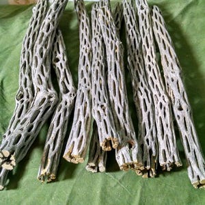 May include: A collection of dried cholla cactus stems, showcasing a natural, textured aesthetic. The stems are a light gray color with numerous holes, resting on a green surface. The ends of the stems have a brown, woody appearance.