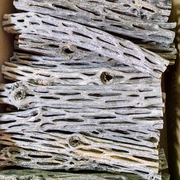 50 Cholla Cactus Wood, 6 inch 3/4 minus, ORGANIC, Untreated, Chews,