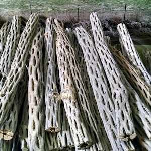 May include: A collection of dried cholla cactus stems, light gray in color, with a distinctive open, lattice-like structure. The stems are bundled together, with a few pieces of petrified wood in the background. The natural texture and color are prominent.