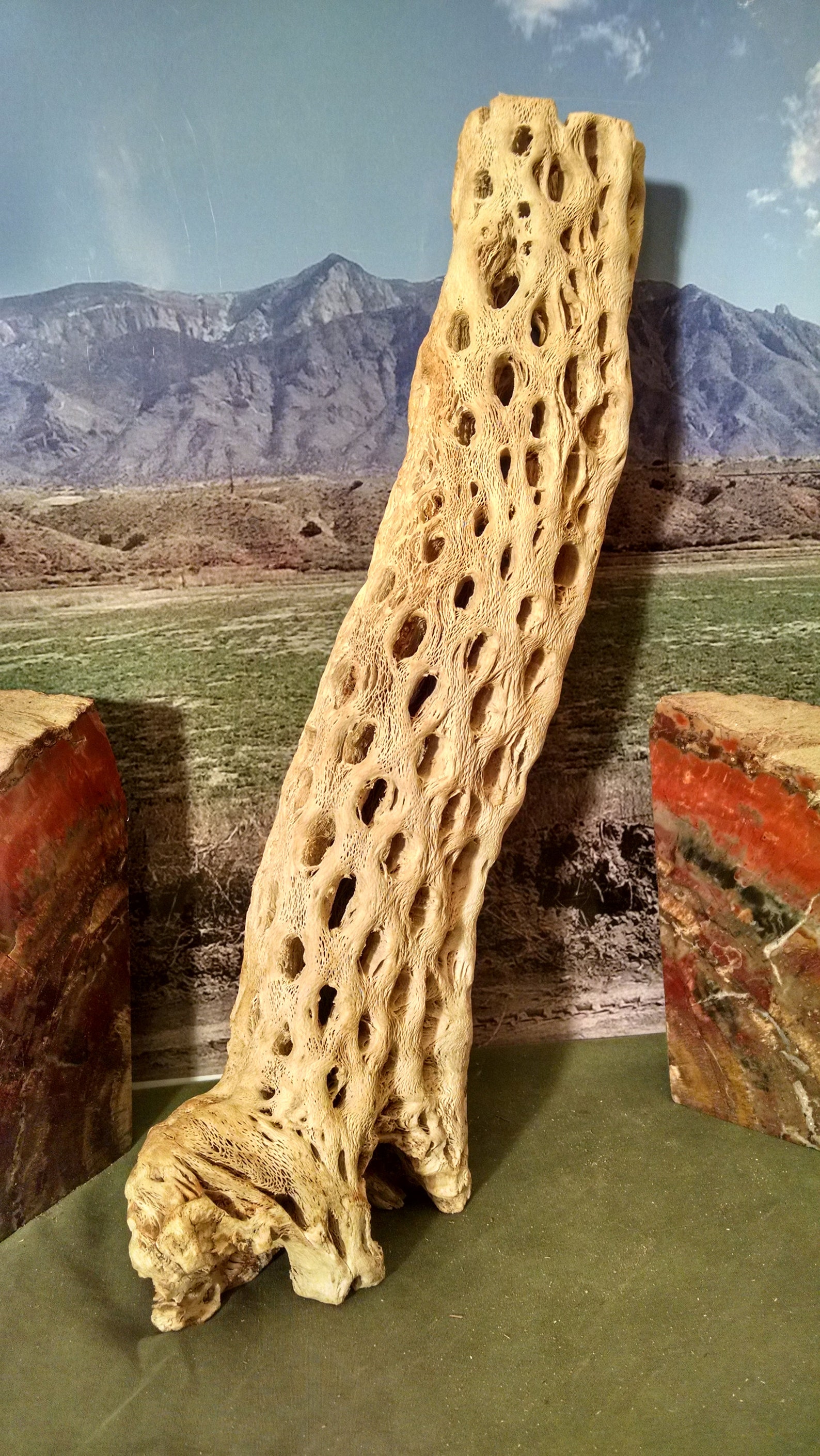 Teddy Bear Cholla Wood Choya Aquarium Decor Shrimp Habitat | Etsy