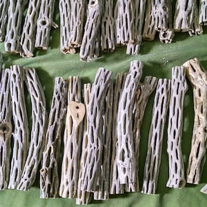 Dried Cactus - Etsy