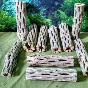 May include: A collection of 10 pieces of natural, gray, and brown cholla wood, with a textured, porous surface. The wood is arranged on a green fabric surface.