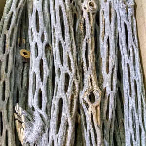 May include: A box filled with a collection of dried, light brown, skeletal cactus branches. The branches have a unique, intricate, and porous texture.